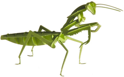 Fridolin 3D-Papiermodell - Gottesanbeterin.