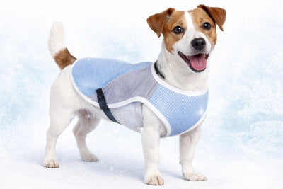 Flamingo Kühljacke Hund - Kühlweste Hund - Kühlweste Hund - M - 35 cm - Frozen Blue Grey - Kühlende Hundeweste mit wasserabsorbierender Wirkung