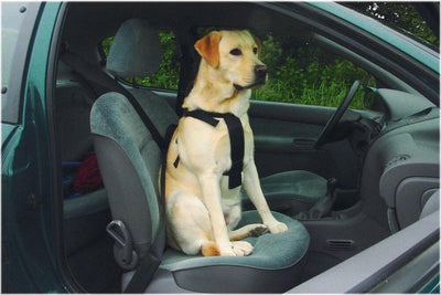 Beeztees Geh- und Autogurt – Hundegeschirr – S