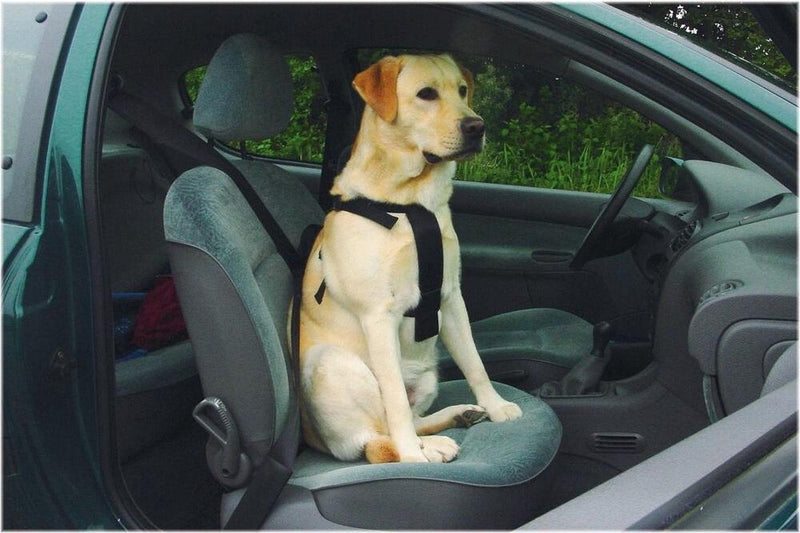 Beeztees Geh- und Autogurt – Hundegeschirr – S