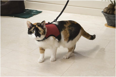 Beeztees Gehgeschirr Komfort – Katzengeschirr