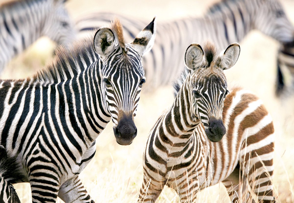 Castorland Puzzle junge Zebras – 1000-teiliges Puzzle.