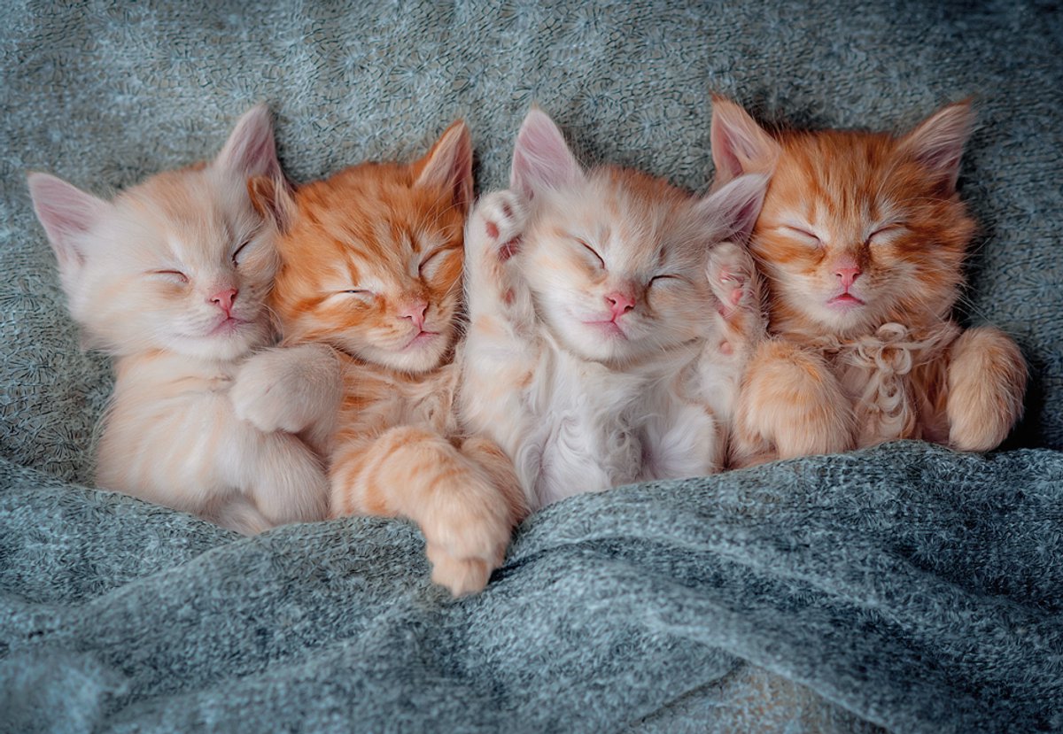 Castorland Puzzle Katzen – 1000 Teile Puzzle Tiere.