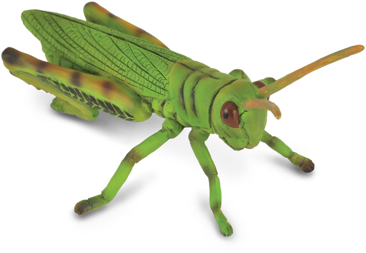 Collecta Figur - Heuschrecke - (m) - Insekten - handbemalt - Miniatur