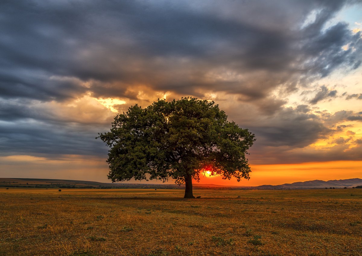 Genießen Sie das Puzzle „Blätter und Sonnenfinsternis“ – 1000 Teile aus Kunststoff.