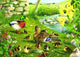 House of Puzzles Puzzle Enten zum Wasser 500 XL Teile Tiere.