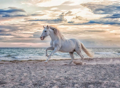 Ravensburger Jigsaw Puzzle Horse am Strand, 500st.