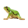 Schlich Wild Life European Tree Frosch 14882