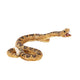 Mojo Wildlife Rattlesslang 387268