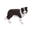 Mojo Ackerland Border Collie 387203