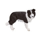 Mojo Ackerland Border Collie 387203