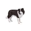 Mojo Ackerland Border Collie 387203