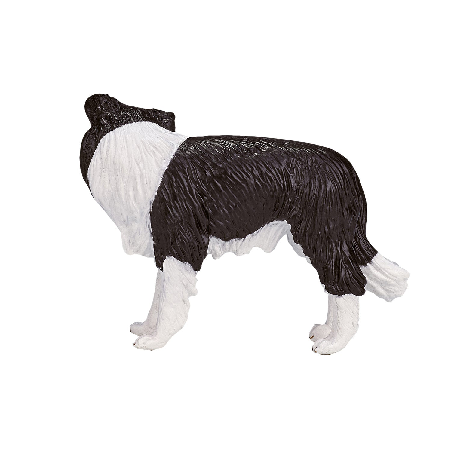 Mojo Ackerland Border Collie 387203