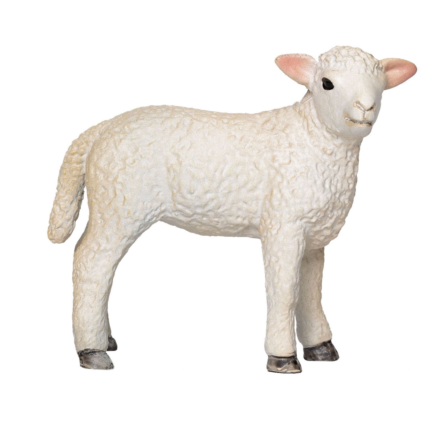Mojo Ackerland Romney Lam stehend 381065