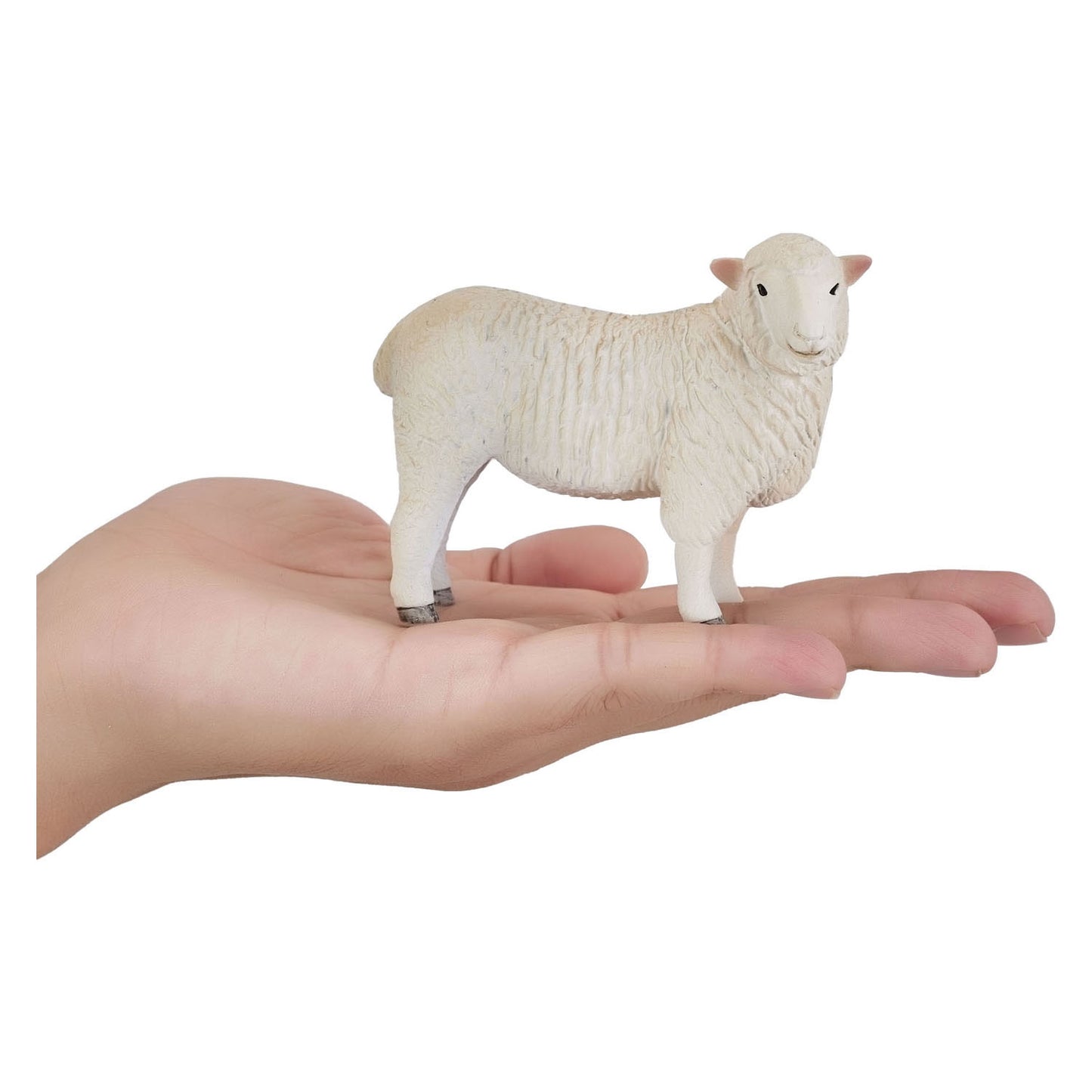 Mojo Ackerland Romney Schaap OOI 381064