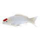 Mojo Koi-Kollektion – Tancho Koi Red Dots 381119