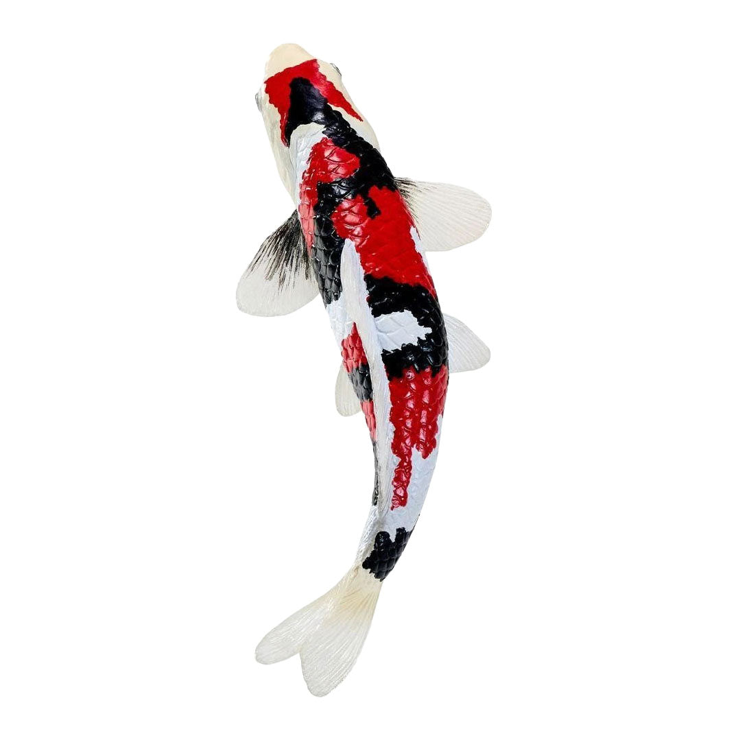 Mojo Koi-Kollektion – Showa Sanshoku Koi dreifarbig 381121