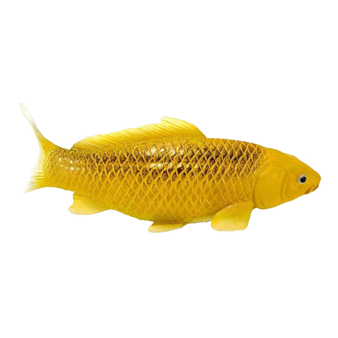 Mojo Koi-Kollektion – Kin Matsuba Koi Gold 381123