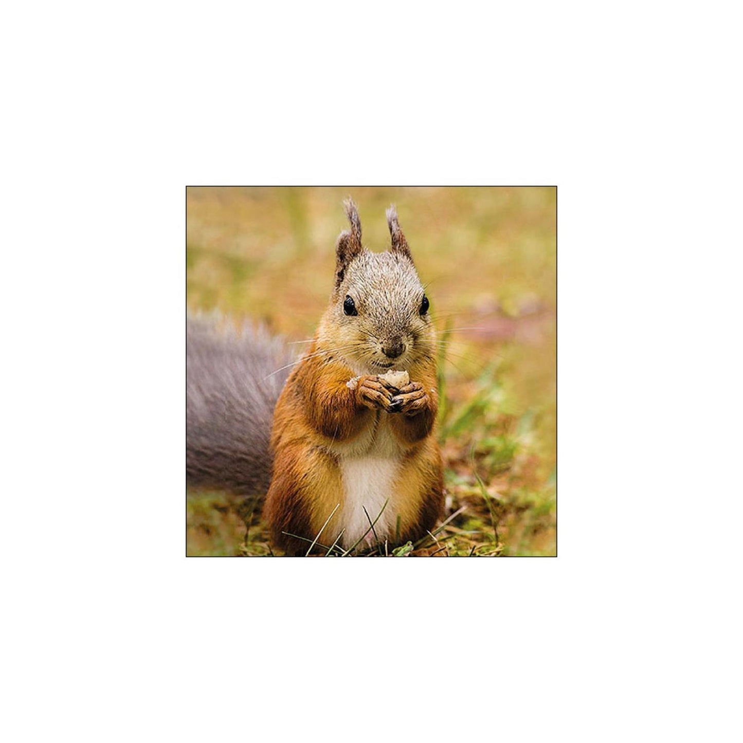 Ambiente Servietten Eichhörnchen 33cm