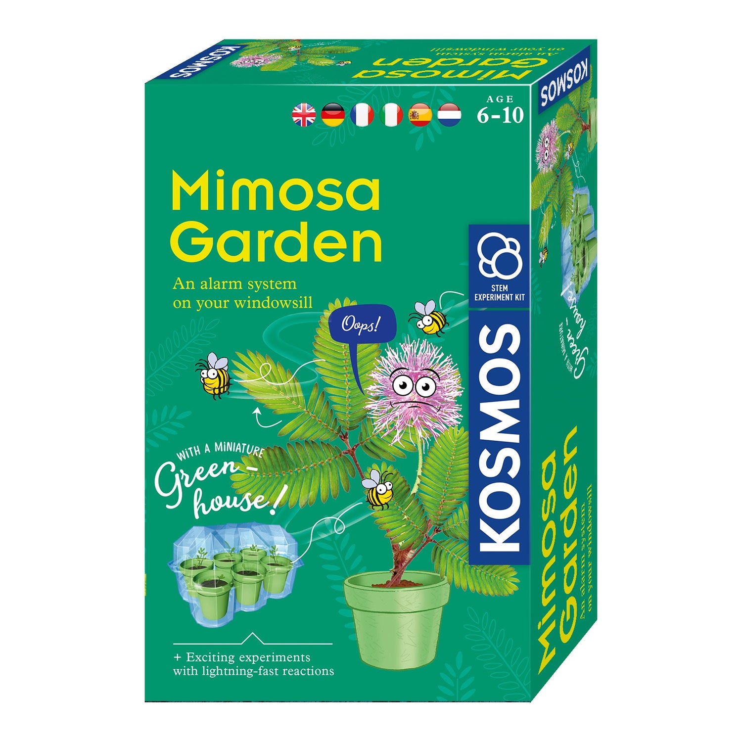 Wachsende Kosmos -Mimosa -Pflanzen