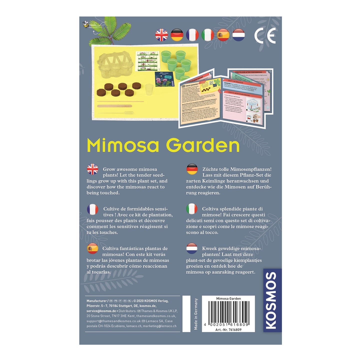 Wachsende Kosmos -Mimosa -Pflanzen