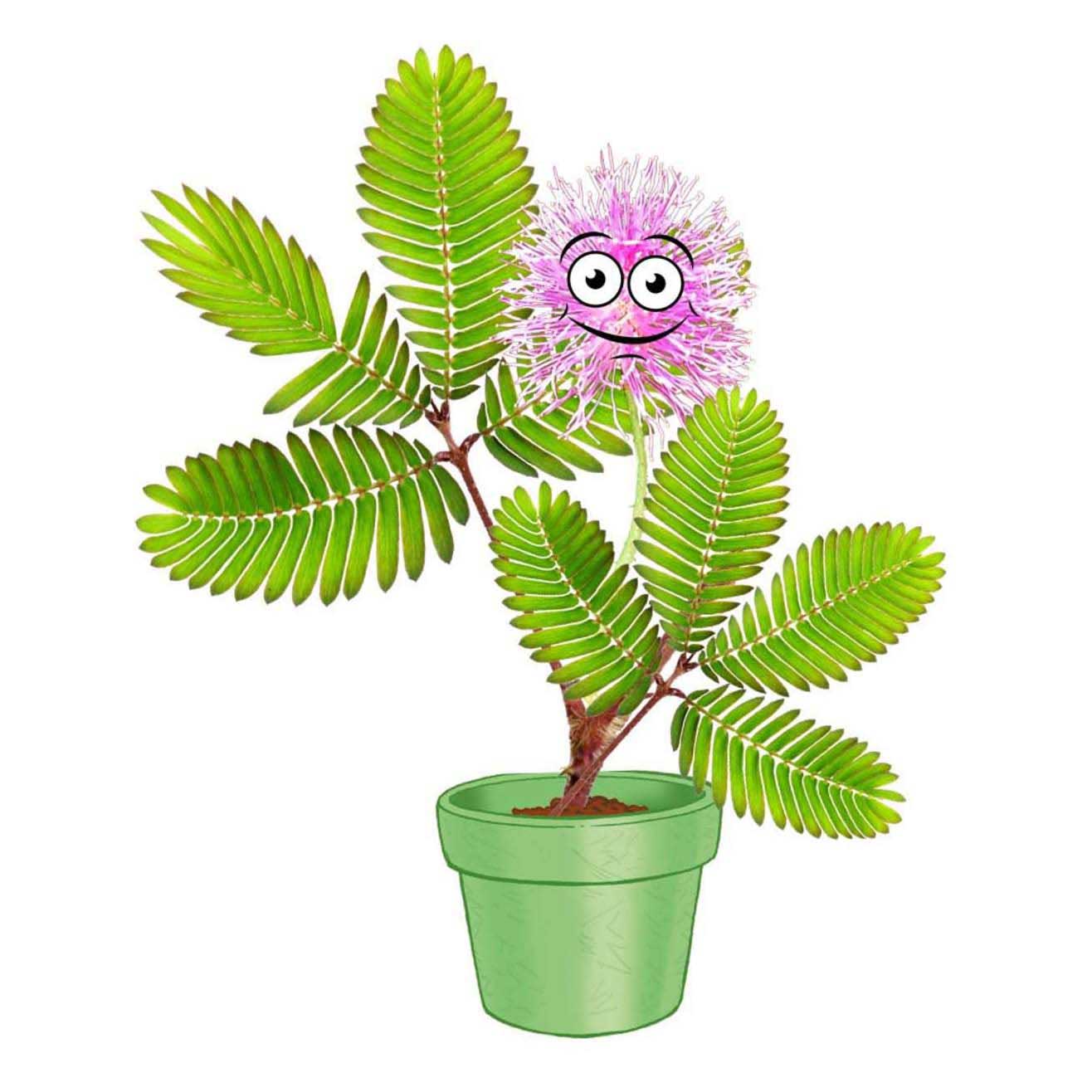 Selecta Cosmos Mimosa Gartenspielset