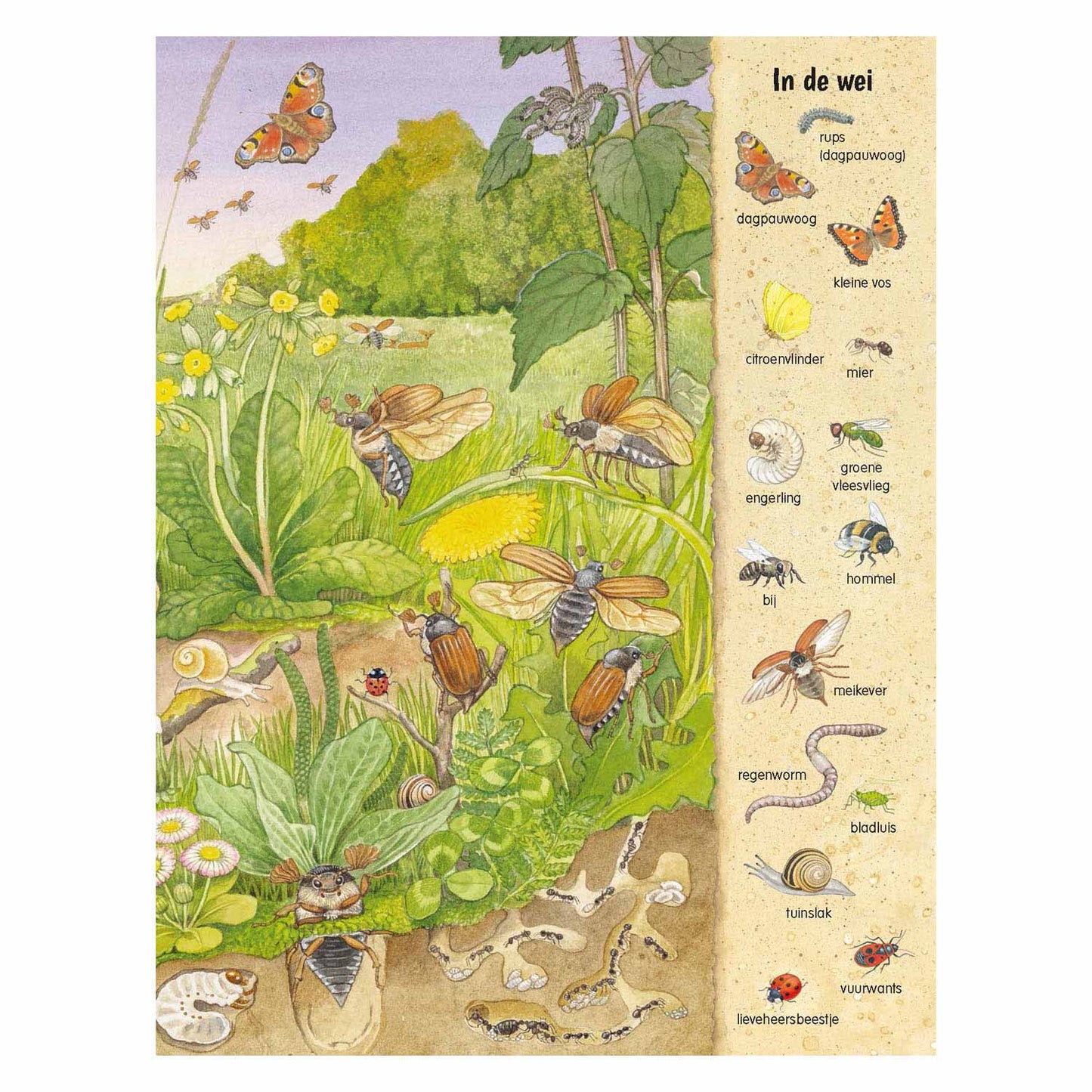 Deltas Schau- und Suchbuch – Tiere kitzeln