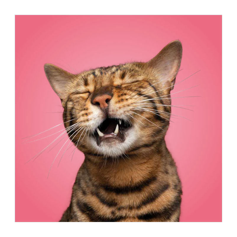 Deltas passen zu den Katzen! - Memospiel