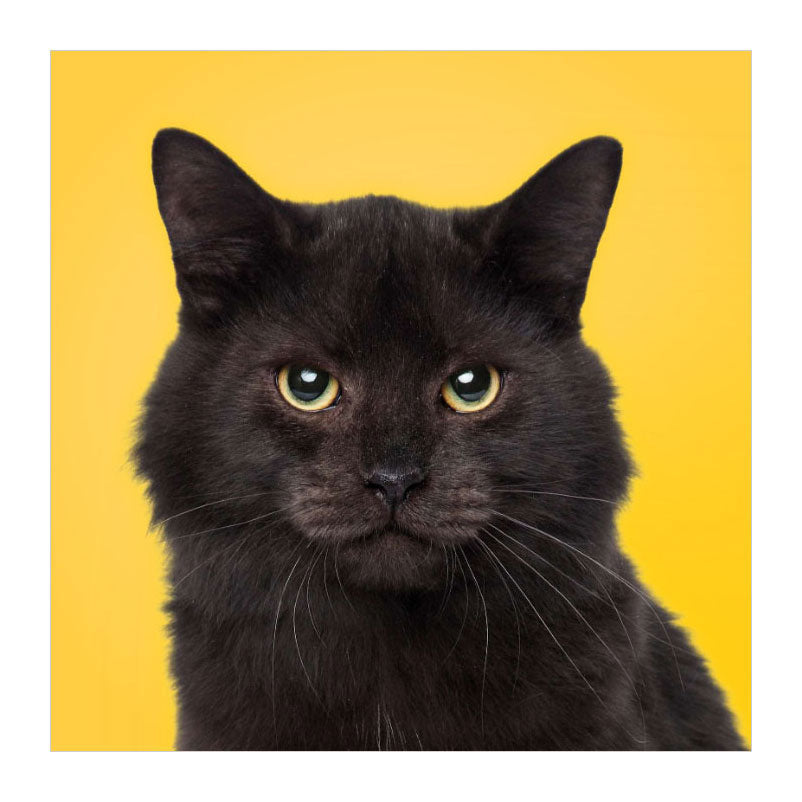 Deltas passen zu den Katzen! - Memospiel