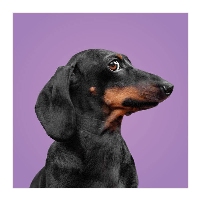 Deltas passen zu den Hunden! - Memospiel