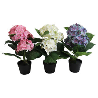 Hortensia im Topf 40 cm