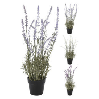 Lavendelpflanze im Topf 46 cm Assorti