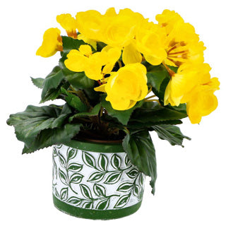 Pot Olea Zylindergrün 11 cm