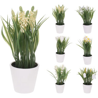 NAMPOOK -Pflanze in Pot 6 Assorti