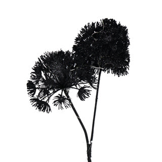 Art Flower Heracleum Countryfield führte Black 75 cm