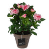 Künstliche Pflanze Azalea rosa im Topf
