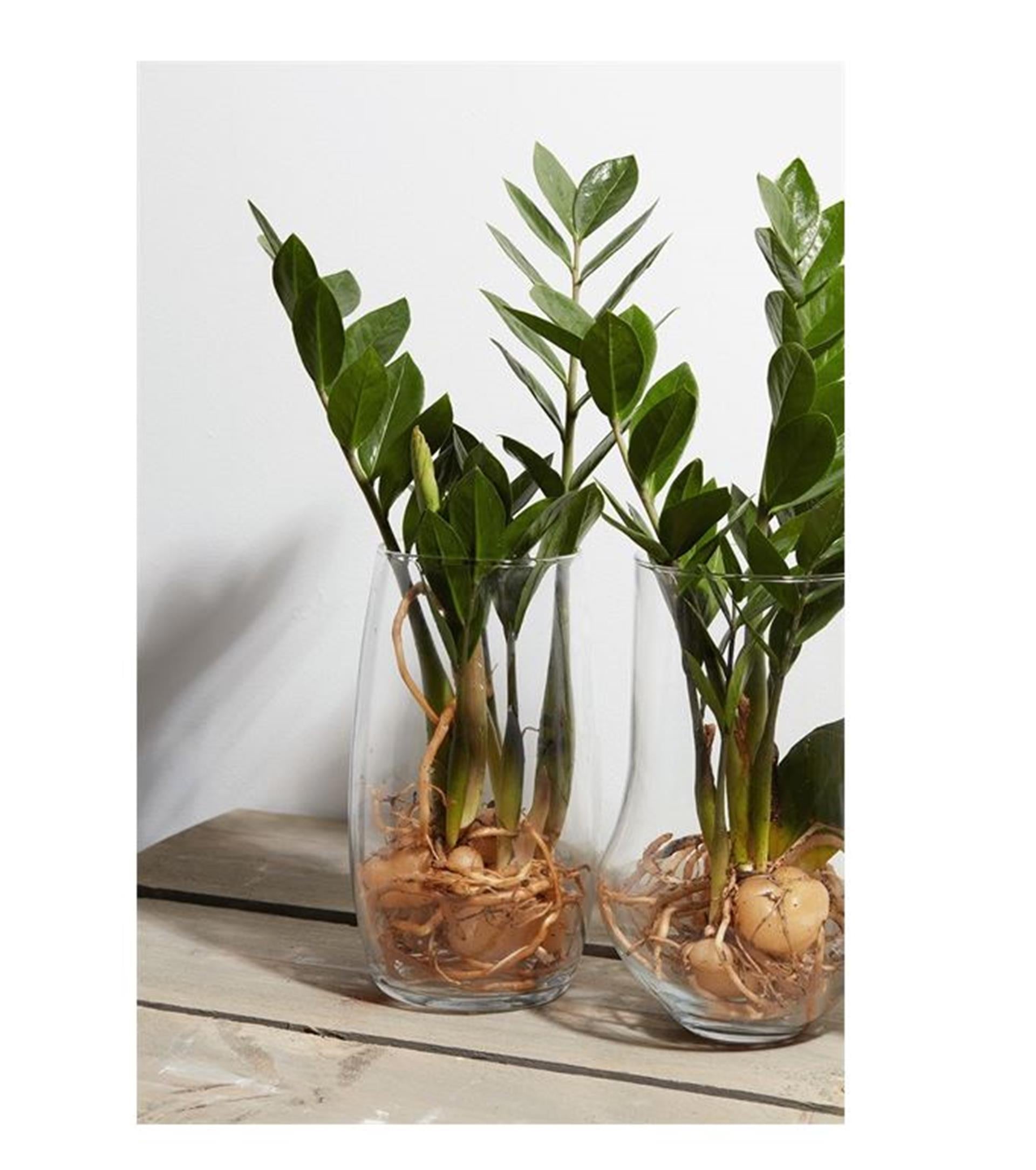 Vase Marian H25 D14