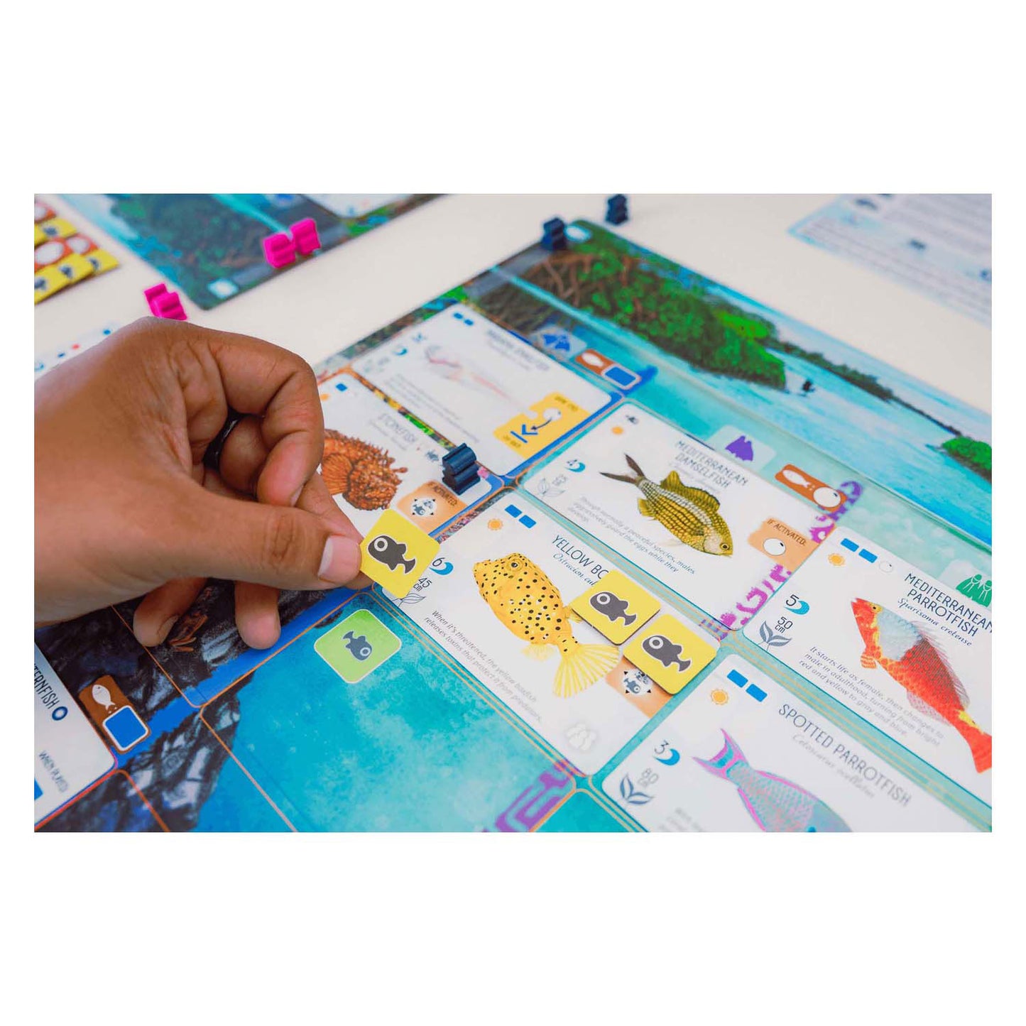999Gaames 999 Games Finspan Bordspel