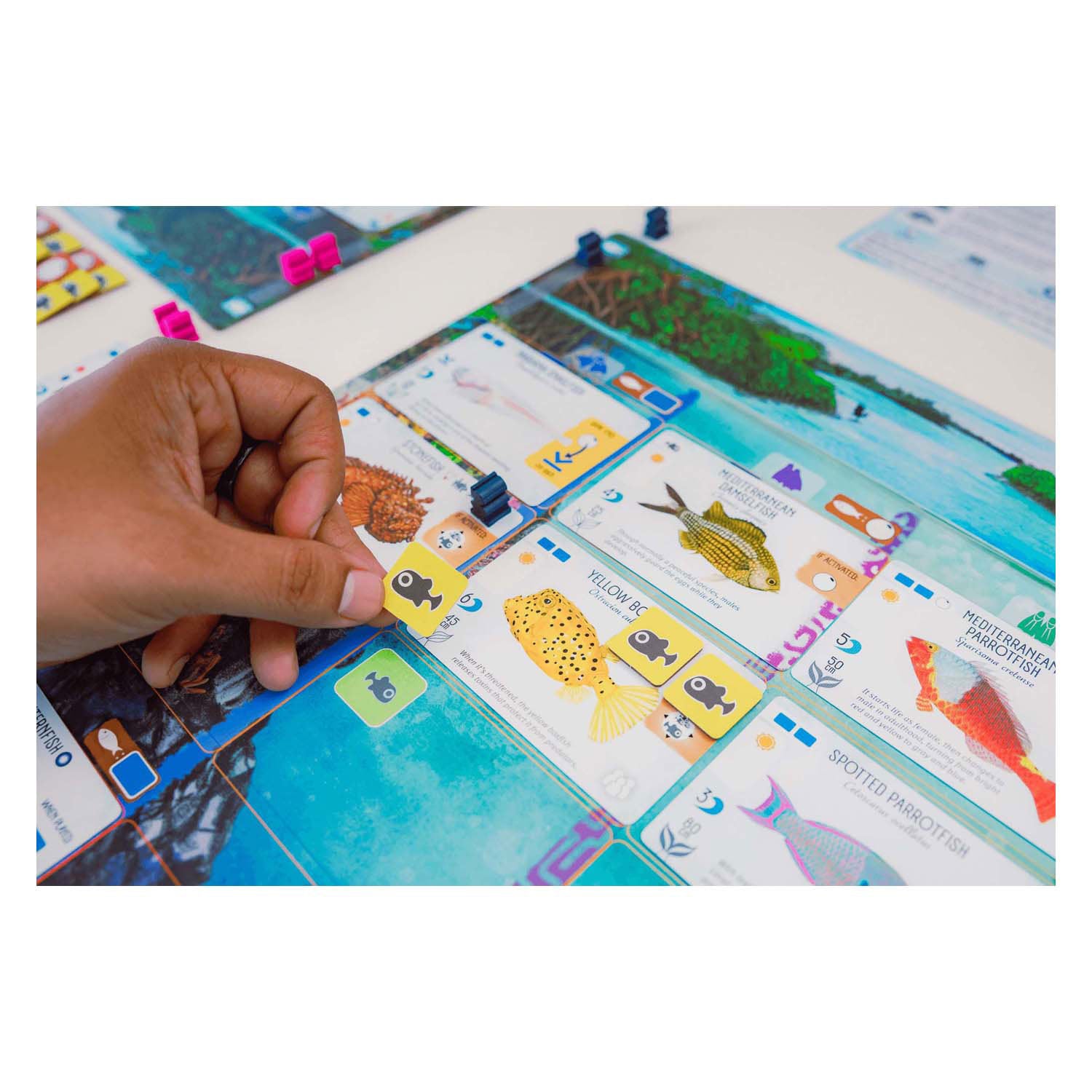 999Gaames 999 Games Finspan Bordspel