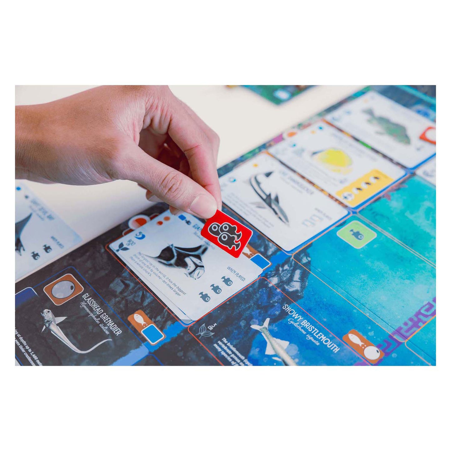 999Gaames 999 Games Finspan Bordspel