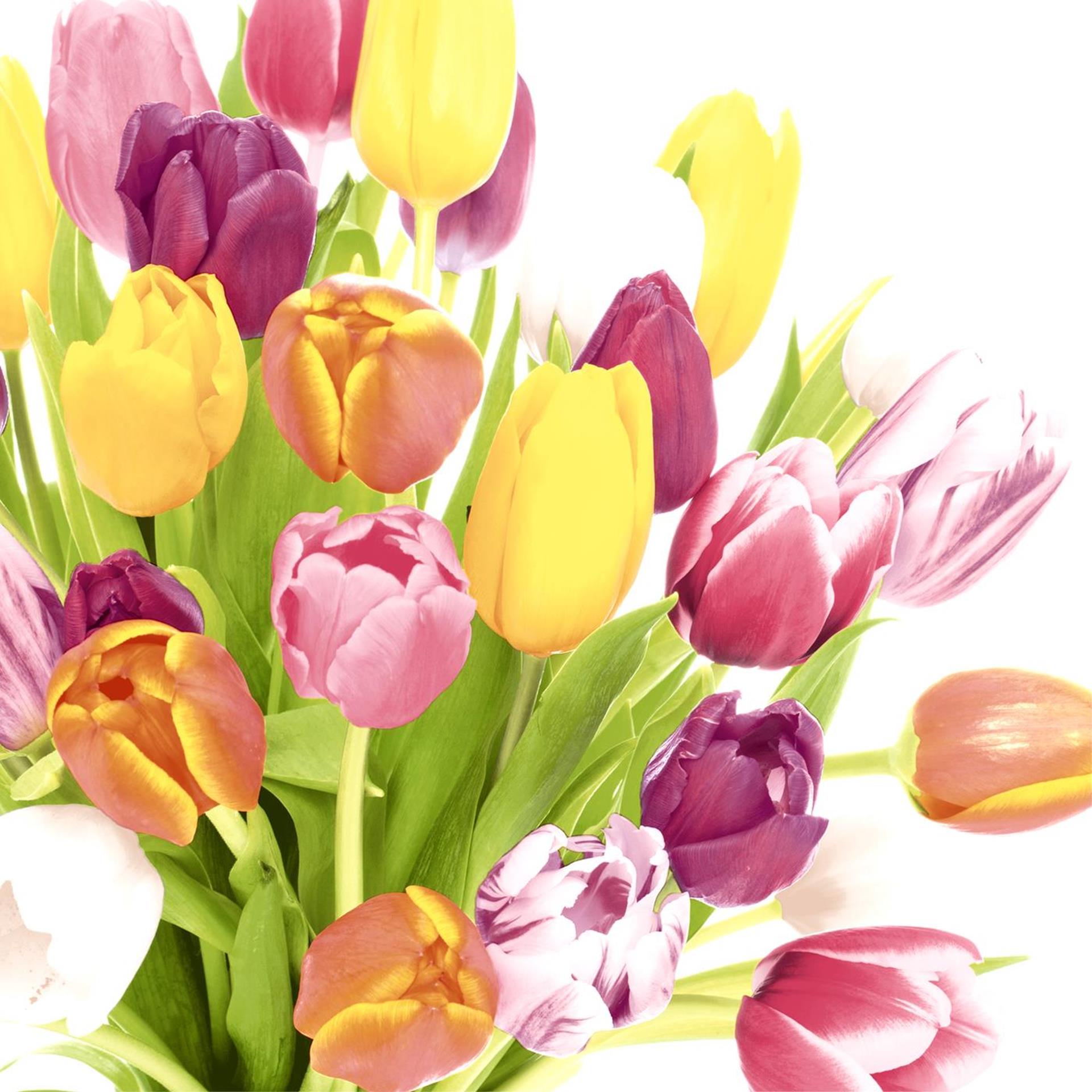 Duni Servietten schöne Tulpen 33x33cm