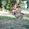 Chuckit Dog Spielzeug den Whistler