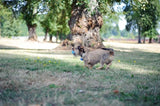 Chuckit Dog Spielzeug den Whistler - afbeelding 2