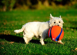 Chuckit Kick Abret - afbeelding 3