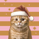 Duni Servietten Weihnachtskatze 33x33cm