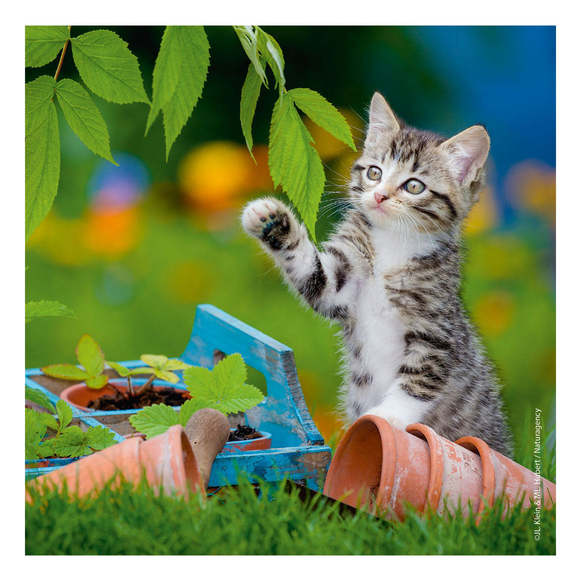 Ravensburger Jigsaw Puzzle Young Kätzchen, 3x49st.
