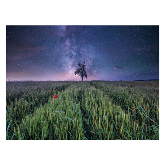 Ravensburger Jigsaw Puzzle Night Him.ber Dem Kornfeld, 1500st.