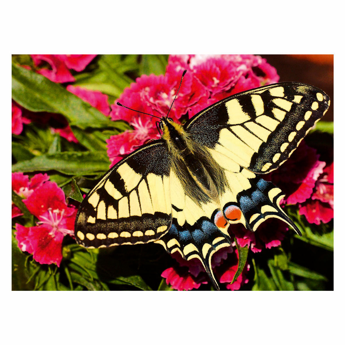 Ravensburger Jigsaw Puzzle Bunte Tiere Schmetterling, 500st.