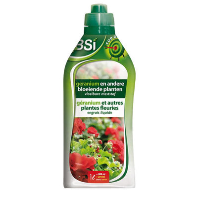 Bsi-Geranien und andere Blütenpflanzen