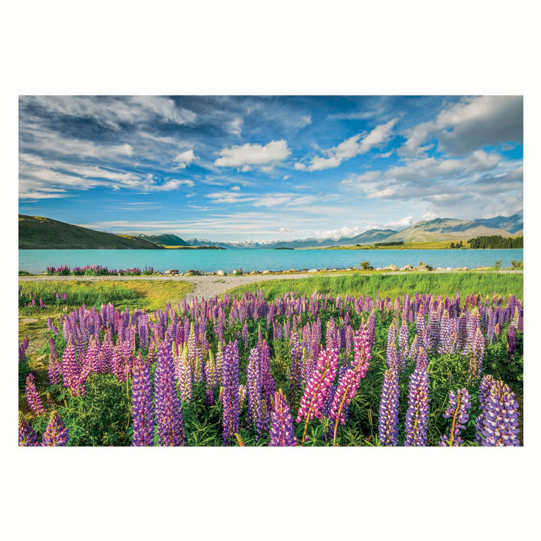 Clementoni Puzzle Blumen am Lake Tekapo, 1500st.
